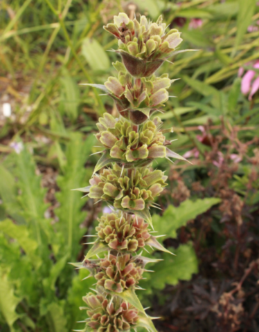 Morina longifolia