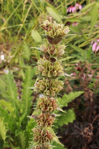 Morina longifolia