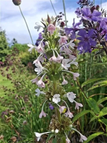 Morina longifolia