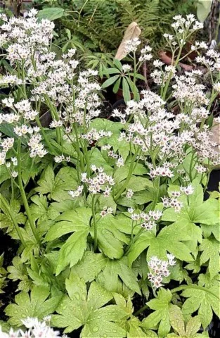 Mukdenia rossii 'Karasuba'