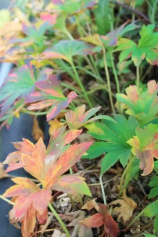 Mukdenia rossii 'Karasuba'