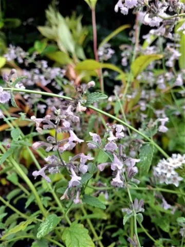 Nepeta racemosa 'Amelia'