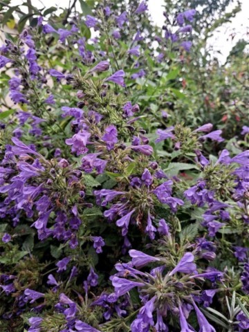 Nepeta 'Blue Dragon'