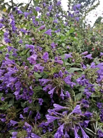 Nepeta 'Blue Dragon'