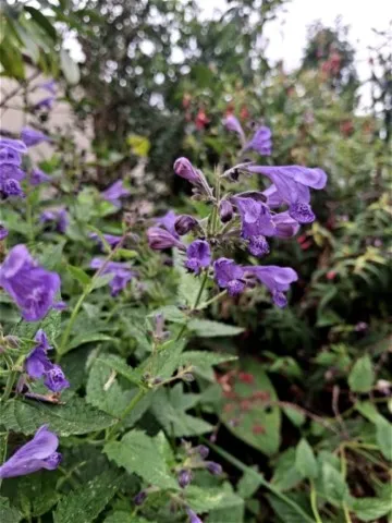 Nepeta 'Blue Dragon'