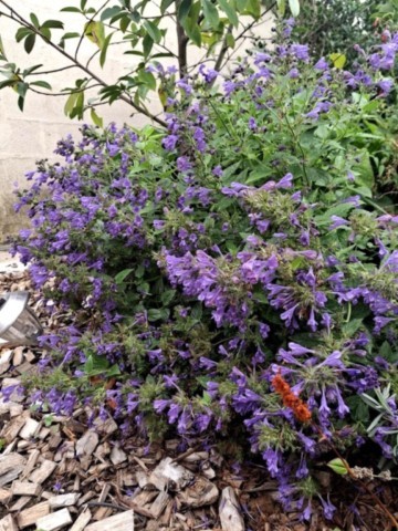 Nepeta 'Blue Dragon'