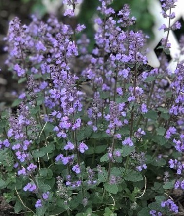 nepeta