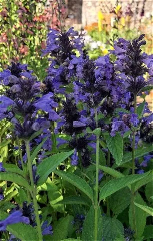 Nepeta manchuriensis 'Manchu Blue'