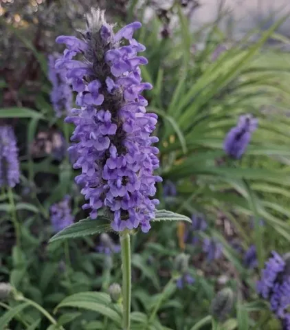 Nepeta nervosa 