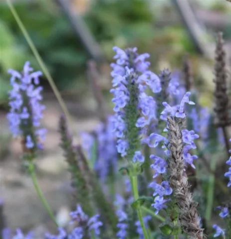 Nepeta nervosa 