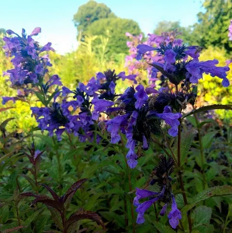 nepeta sibirica