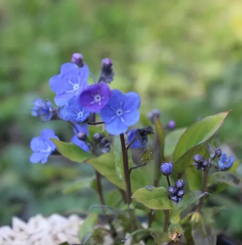 Omphalodes cherry ingram