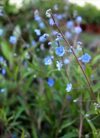 Omphalodes nitida