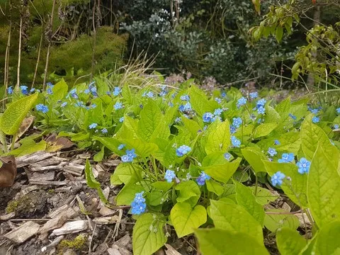 Omphalodes verna