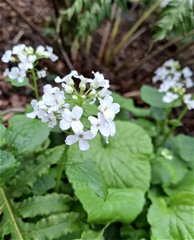 Pachyphragma macrophyllum