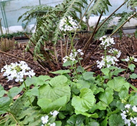 Pachyphragma macrophyllum