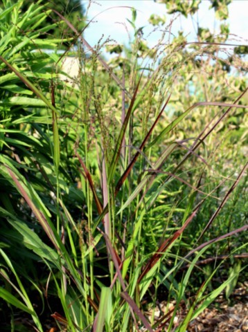 panicum 'Squaw'