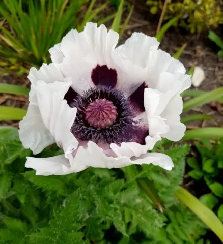 Papaver orientale 'Royal Wedding'