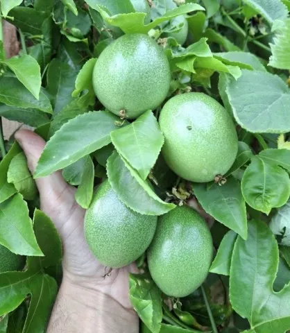 Passiflora edulis