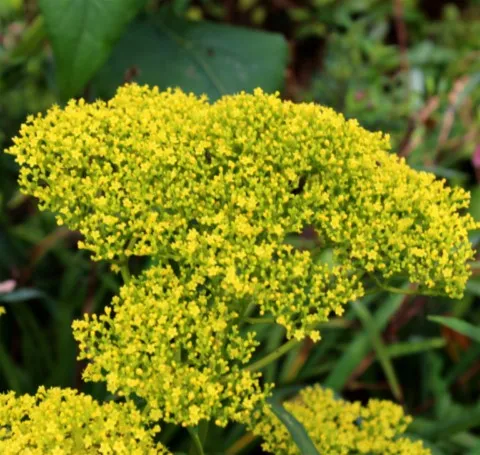Patrinia scabiosifolia