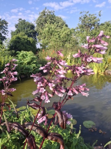 Penstemon digitalis 'Dark Towers'