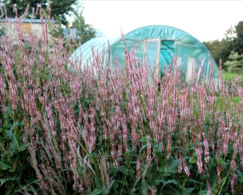 Persicaria amplexicaulis 'Rosea'