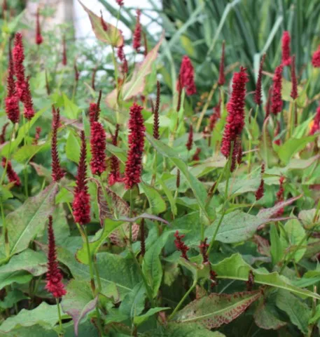 Persicaria amplexicaulis 'BlackField'