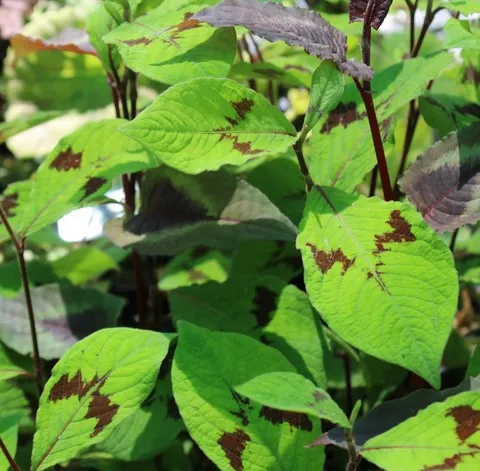 persicaria filiformis