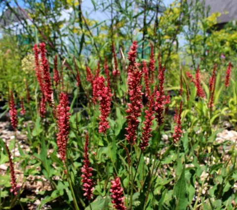 Persicaria amplexicaulis 'Orangefield'