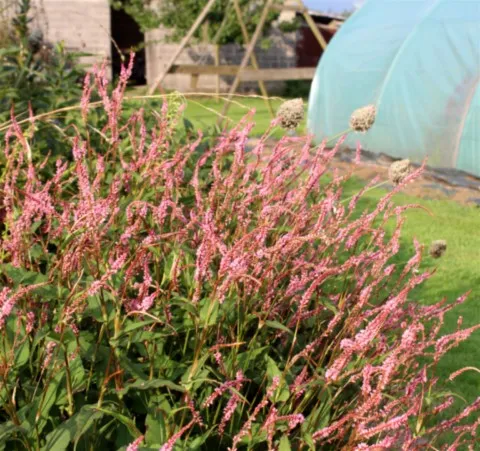 Persicaria 'Pink Elephant'