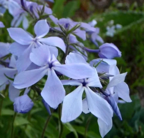 Phlox 