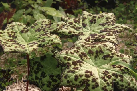 podophyllum spotty dotty