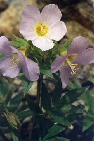 polemonium carneum