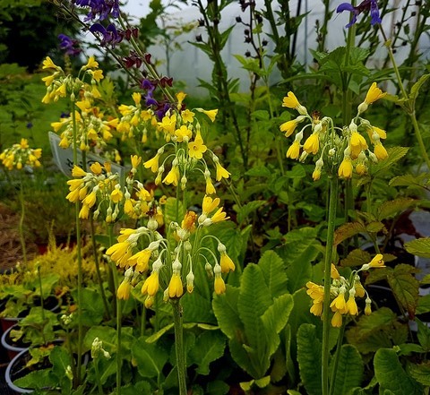 Primula florindae