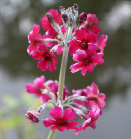 Primula pulverulenta