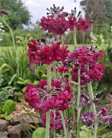 Primula pulverulenta