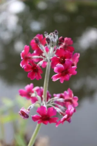 Primula pulverulenta