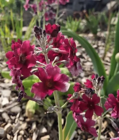 Primula pulverulenta