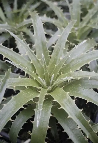 Puya coerulea