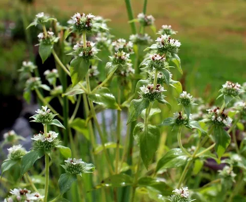 Pycnanthemum muticum