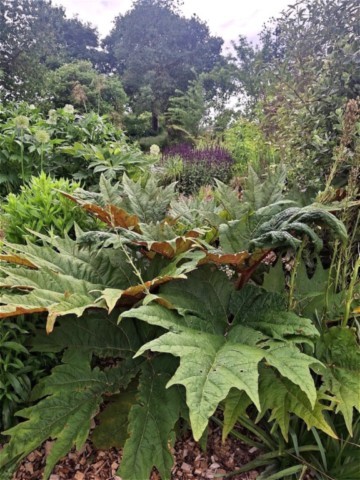 Rheum palmatum tanguticum