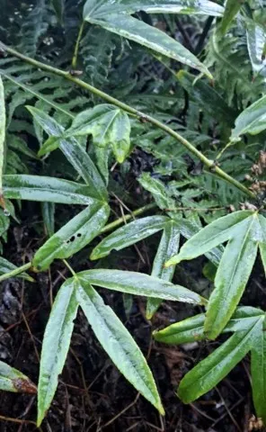 Rubus henryi var bambusarum