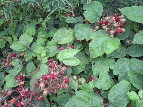rubus phoenicolasius