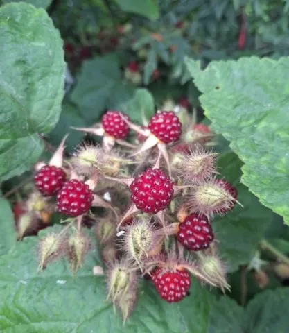 rubus phoenicolasius