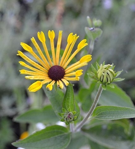 rudbeckia henry eilers