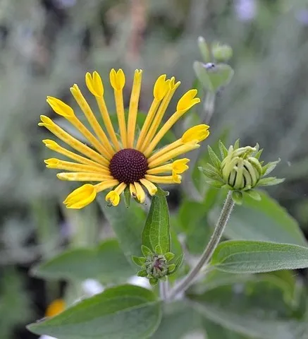 rudbeckia henry eilers