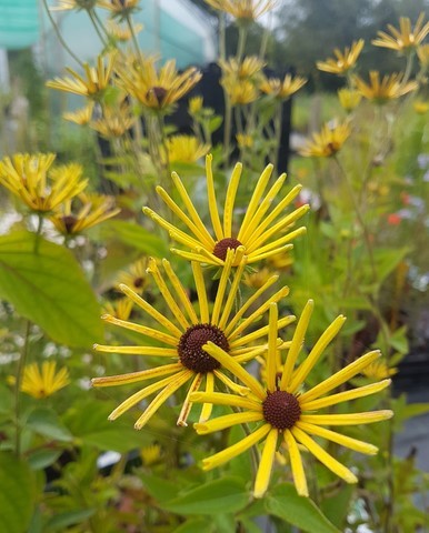 rudbeckia Henry Eiler's