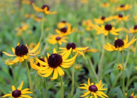 rudbeckia sun ka ching