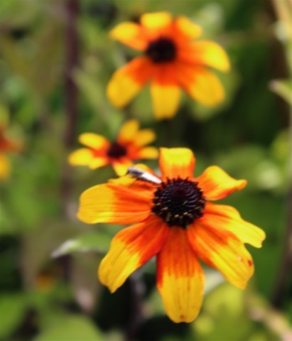 Rudbeckia triloba 'Prairie Glow'