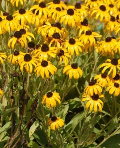 rudbeckia